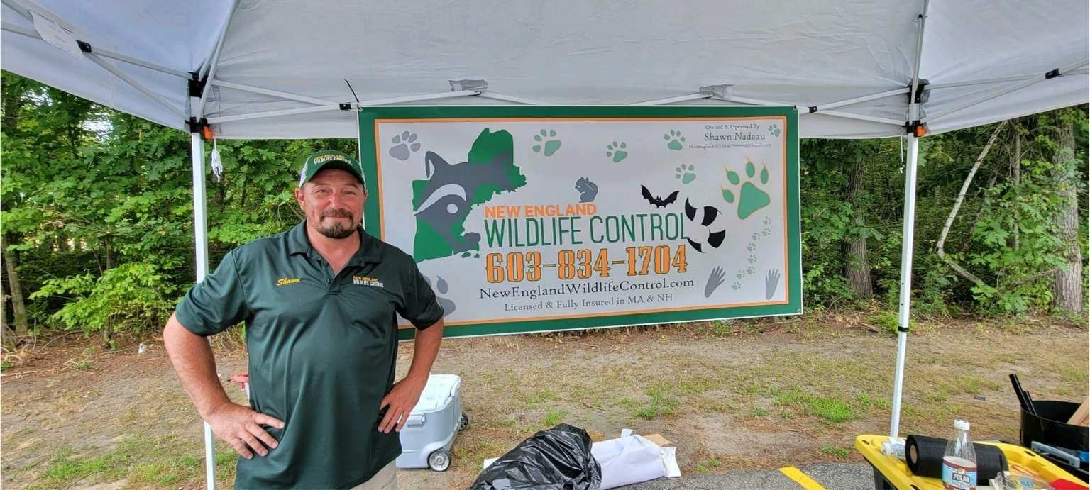 Bird Removal New England Wildlife Control