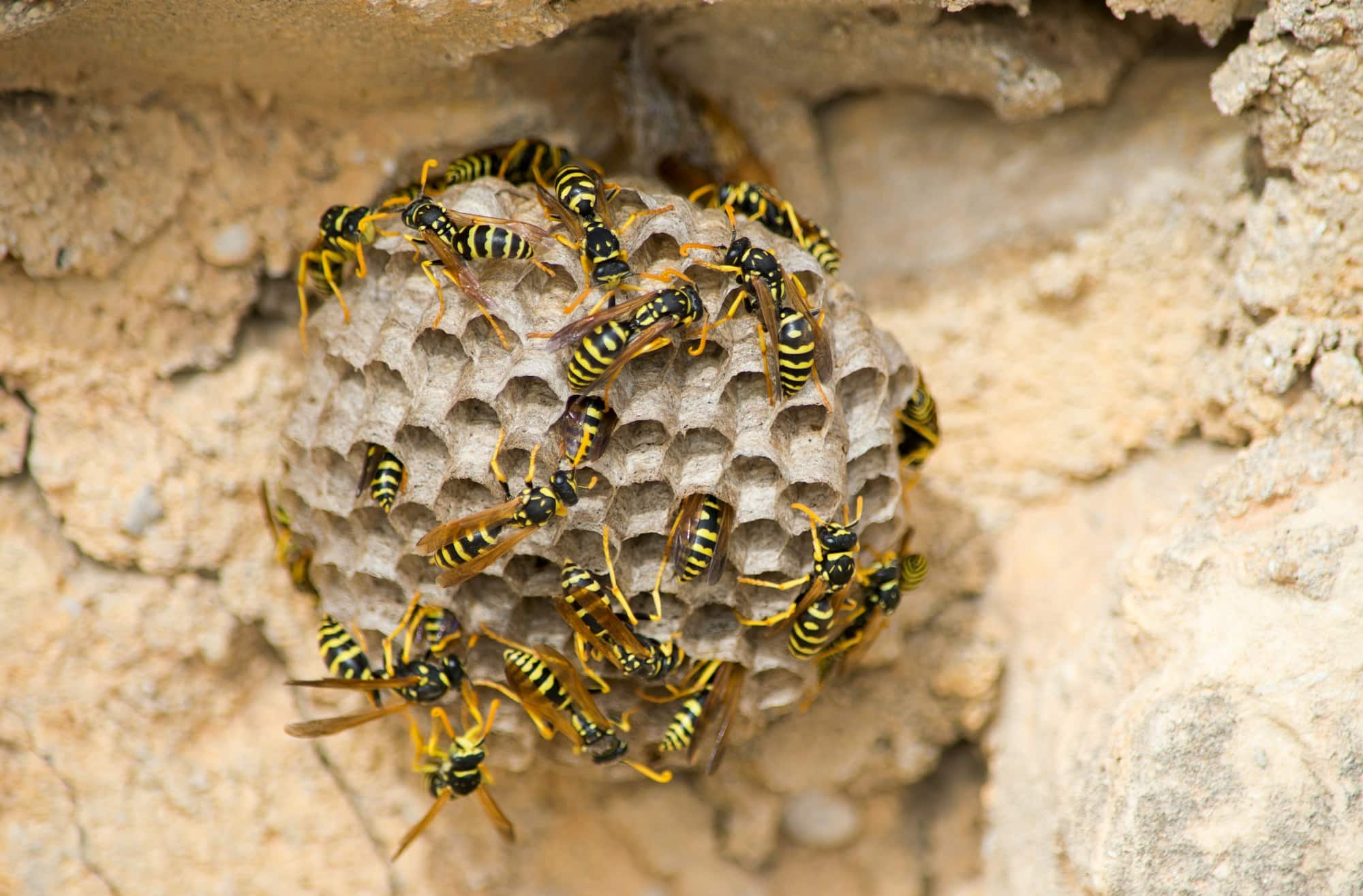 Closeup of bees on a large paper wasp nest under the sunlight in Malta