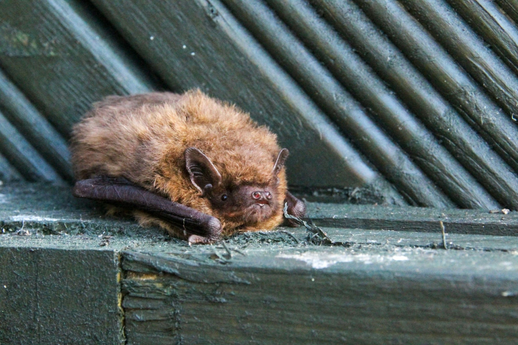 Brown pipistrelle bat resting on a concrete step near a metal fence in a peaceful setting.