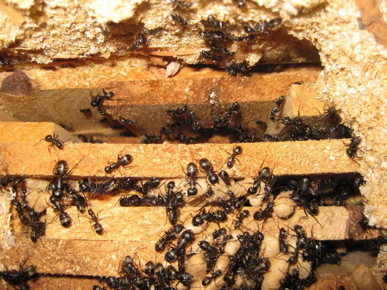 Carpenter ants damaging wood in a New England home