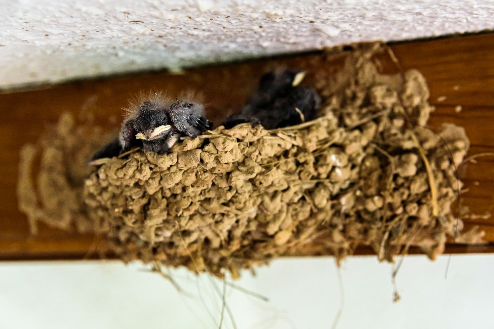 Group of chicks of swallows, hirundo rustica, inside their nest made with mud