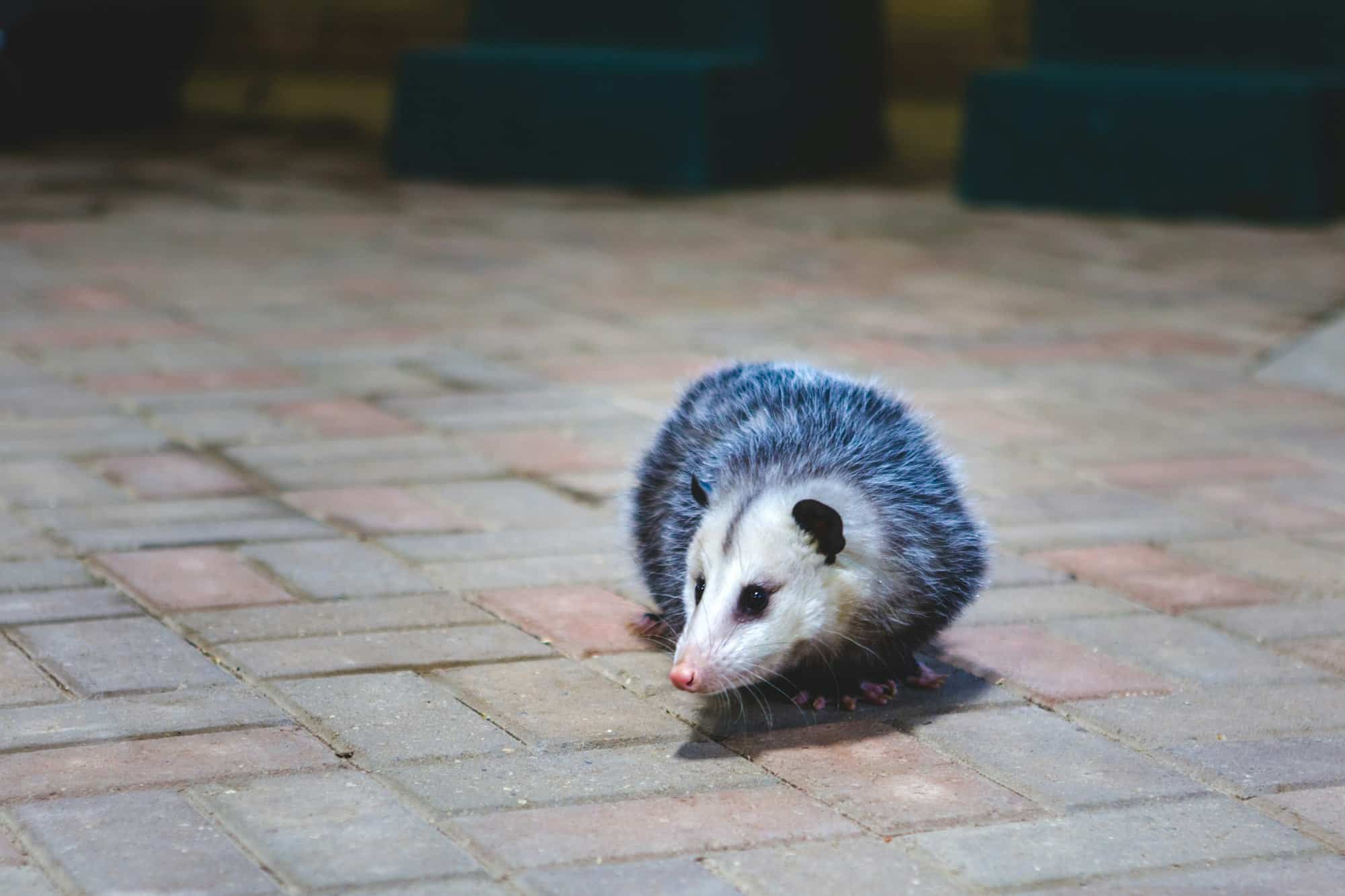 Opossum on the floor at a zoo