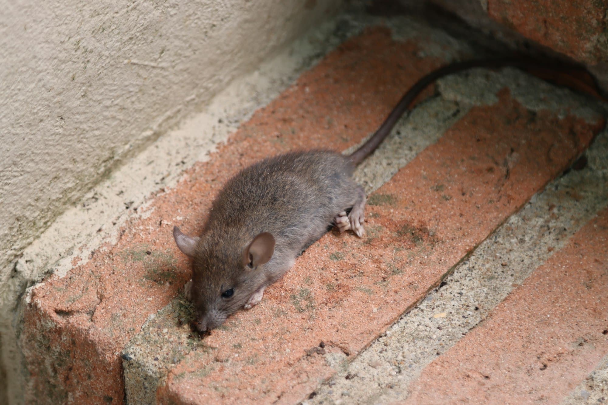 small vole rodent lying on a step small vole rodent lying on a step
