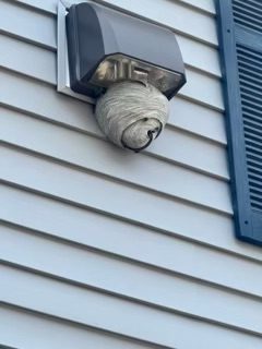 Bald face hornet nest on vent at business in Salem, NH